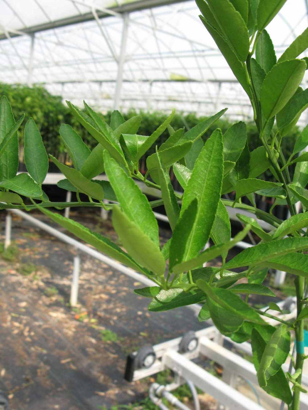            Leaves (Phillip Rucks Citrus Nursery, Frostproof, FL)   
